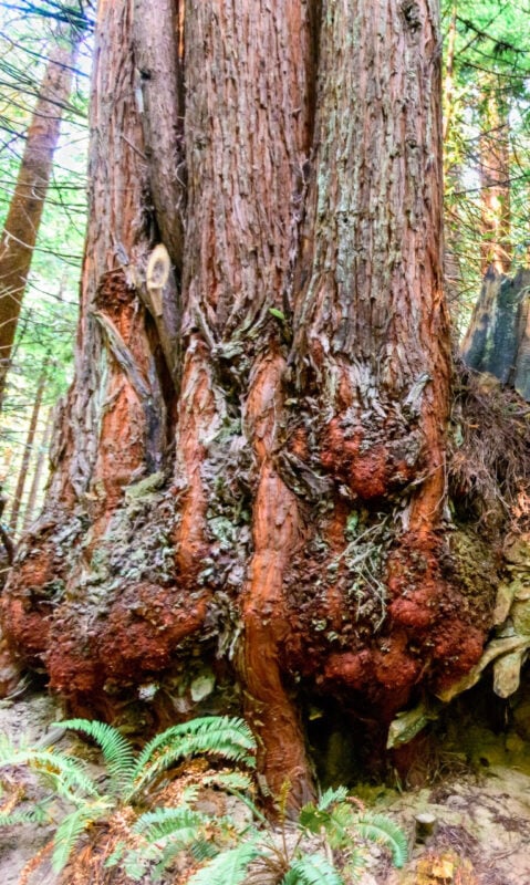 Redwood base with burls