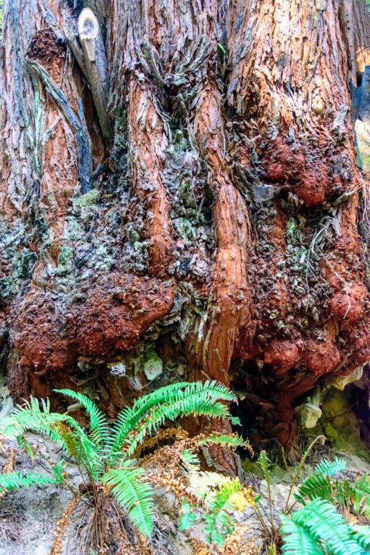 Burls