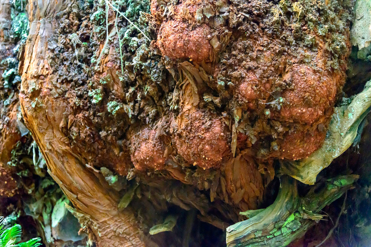 Burls