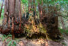 Redwood burls