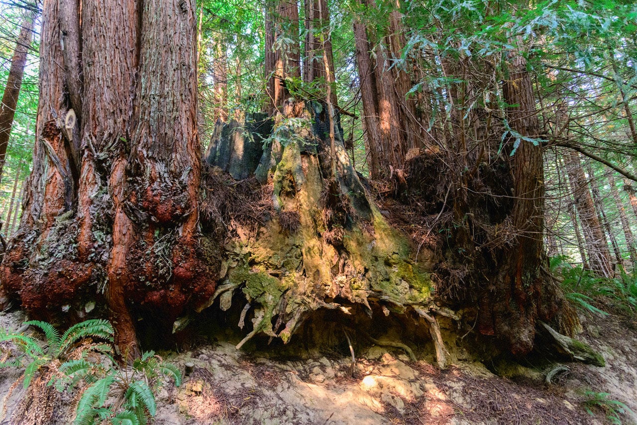 Redwood burls