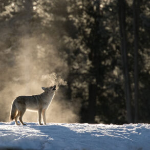 Coyote howling in the snow