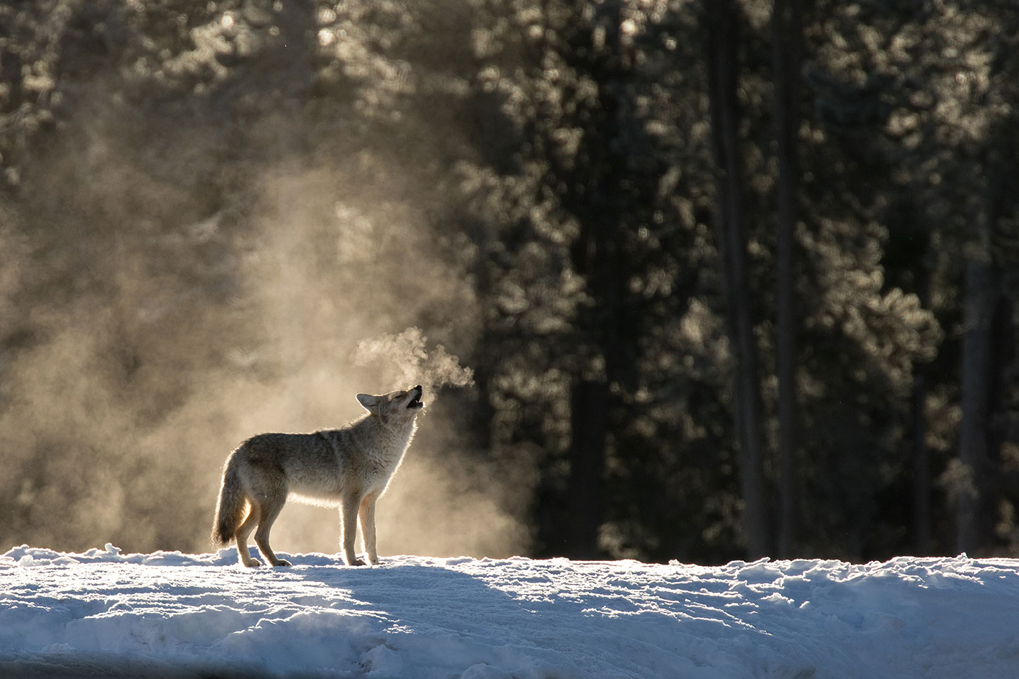 Coyote howling in the snow
