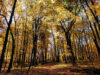 Crones Knoll, Cedar Creek, Minnesota
