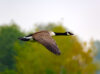 Flying goose