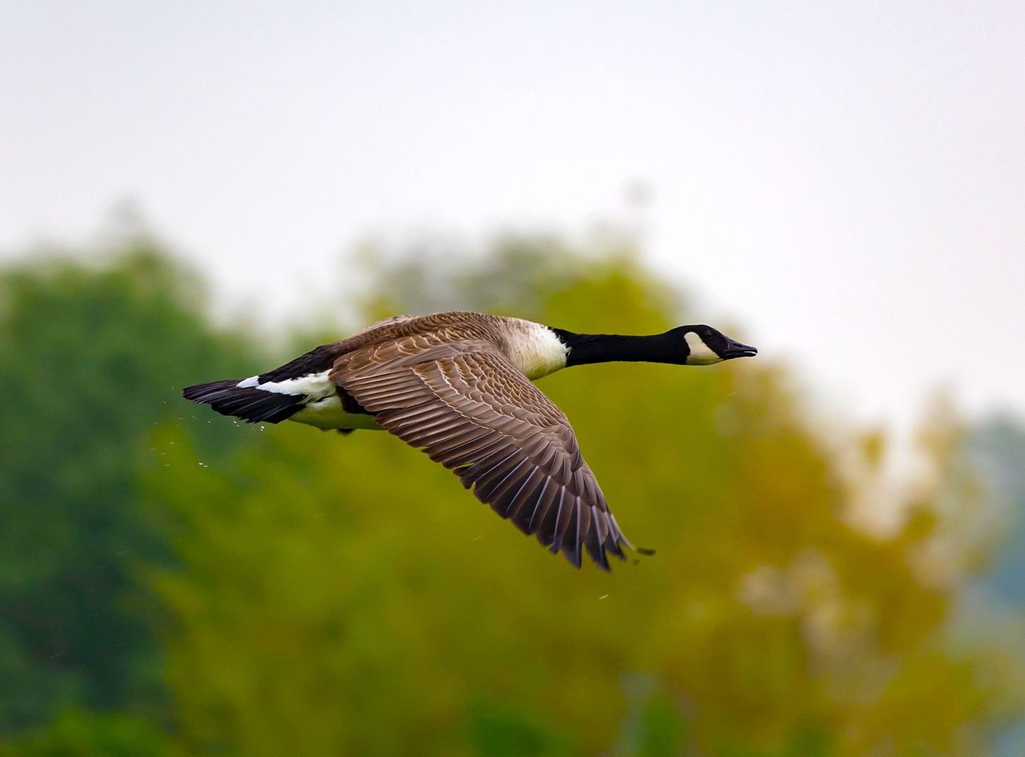 Flying goose