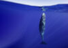 Sperm whale vertical in water