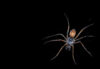 Spider, by Suzanne Stryk