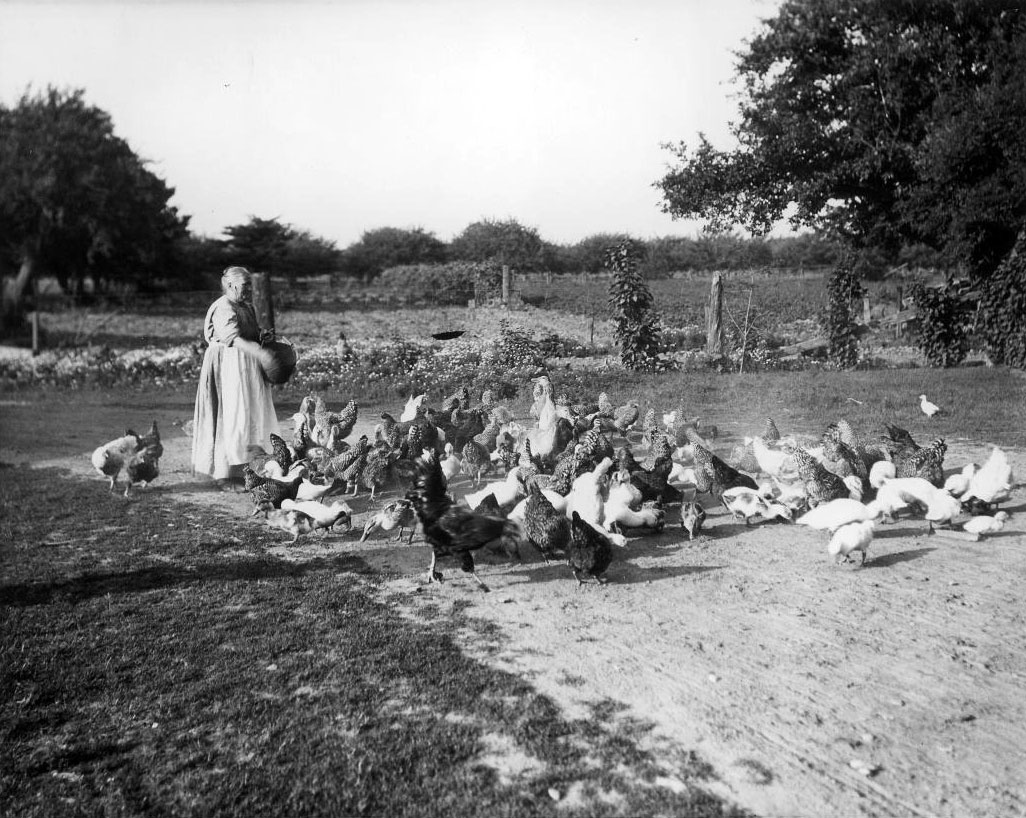 Woman feeding chickens