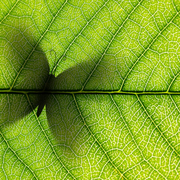 Butterfly shadow seen through leaf