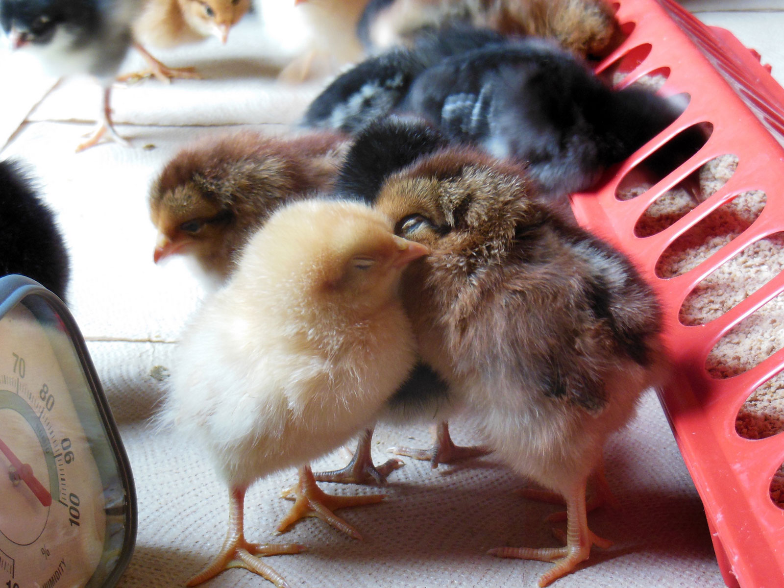 Chicks