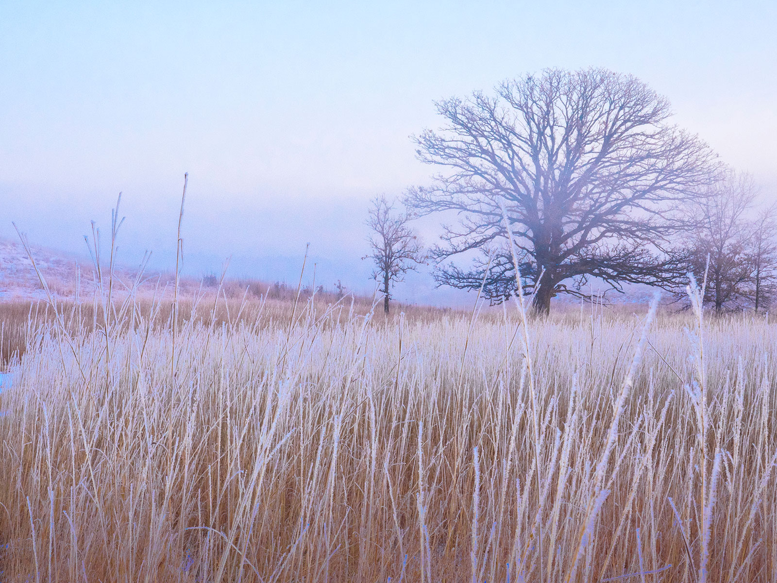 Winter at Nachusa Grasslands
