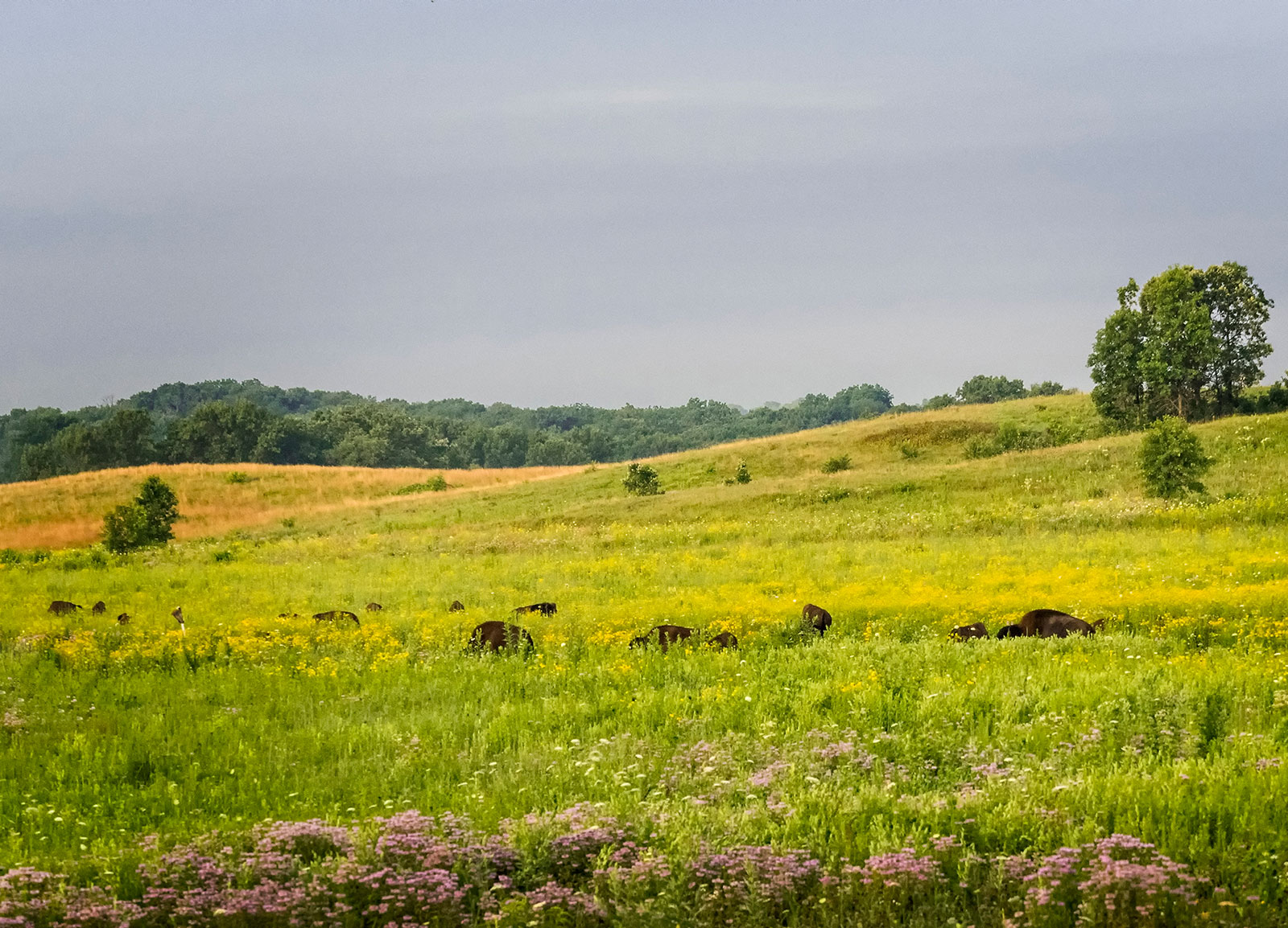 Bison at Nachusa Grasslands