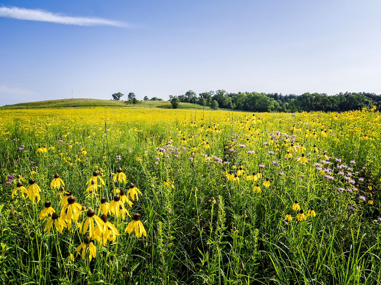 Spring at Nachusa Grasslands