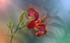 Daylily