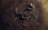 Dinosaur skeleton in grround