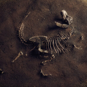 Dinosaur skeleton in grround