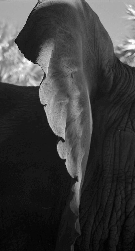 Elephant ear