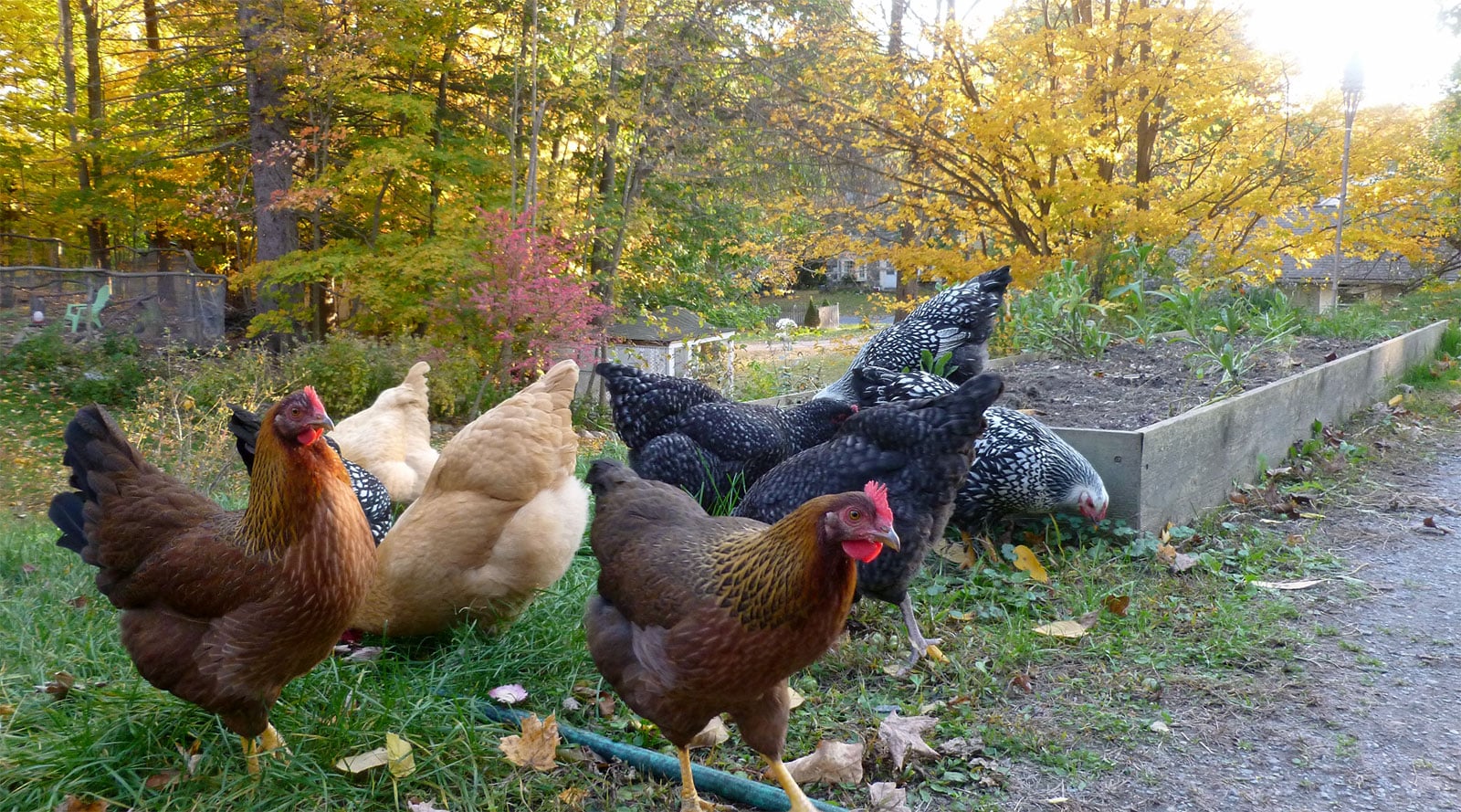 Chickens