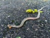 Garter snake