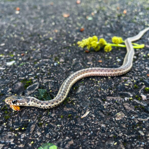 Garter snake