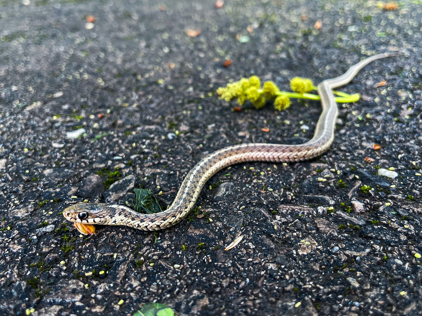 Garter snake