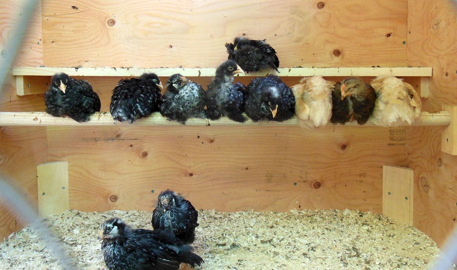 Chickens in the coop