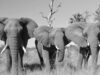 Three elephants