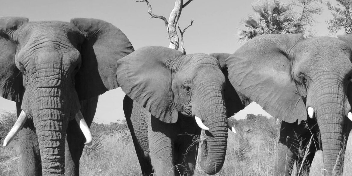 Three elephants