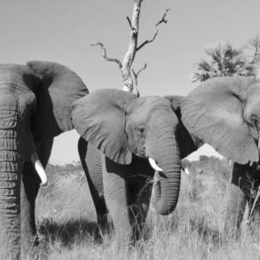 Three elephants