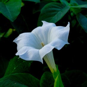Datura