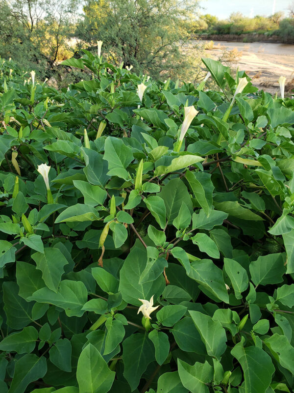 Datura discolor