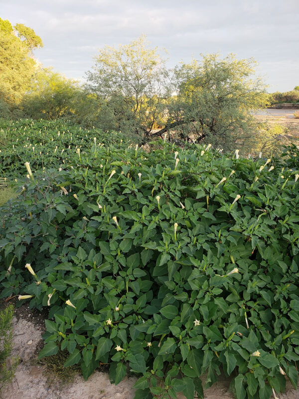 Datura discolor and Datura wrightii