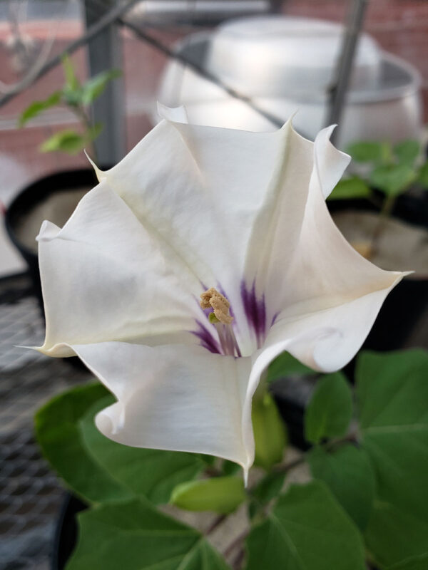 Datura discolor flower