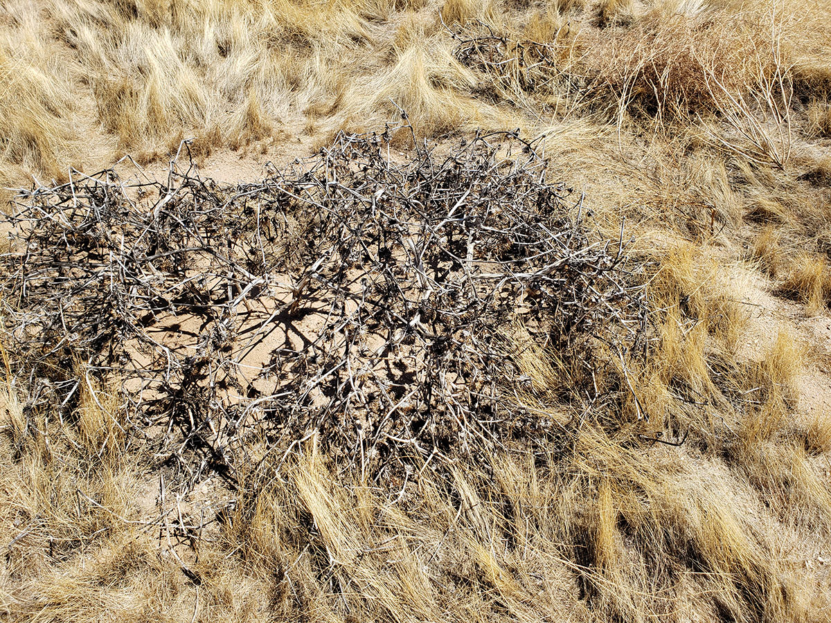 Dry remains of Datura discolor
