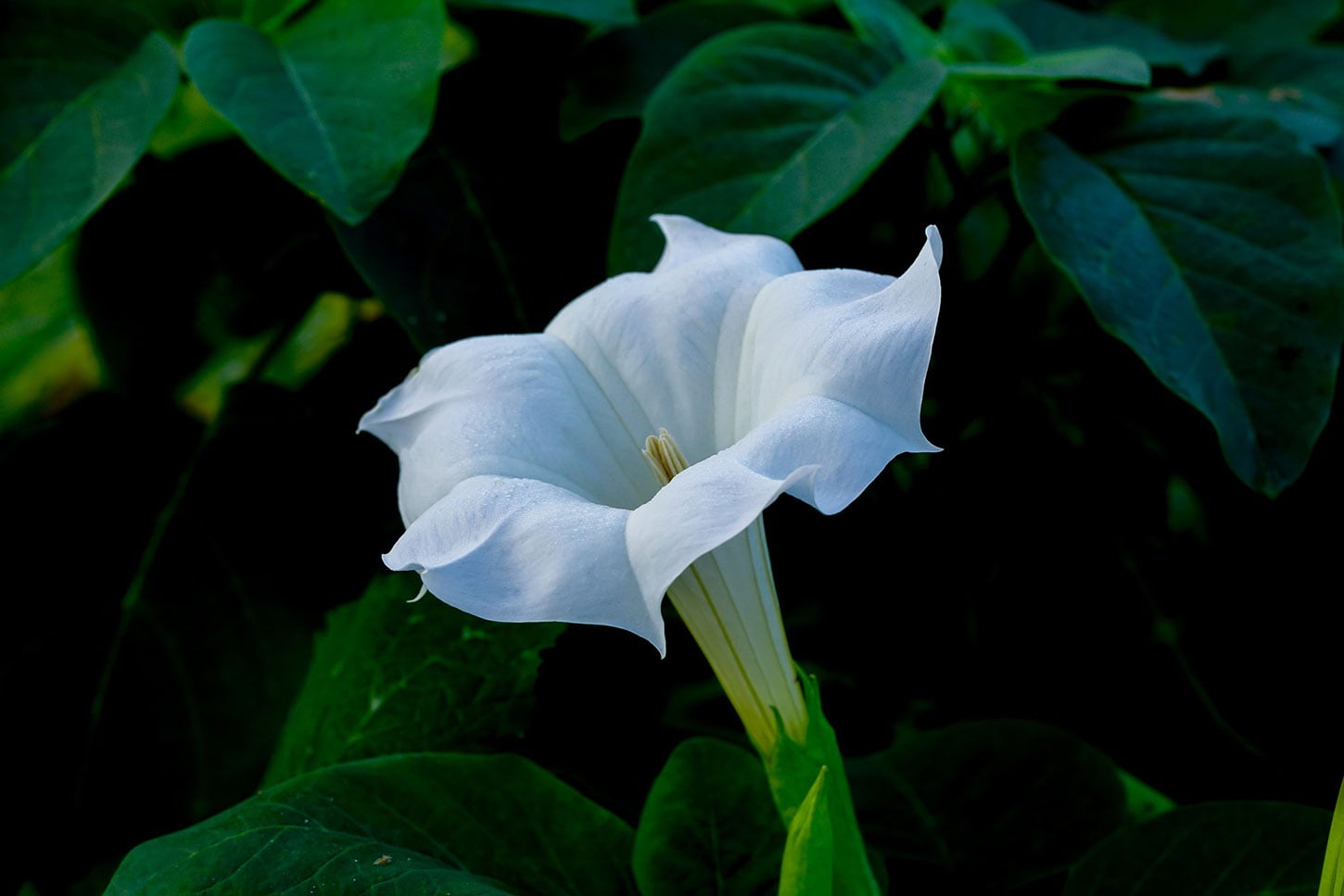 Datura
