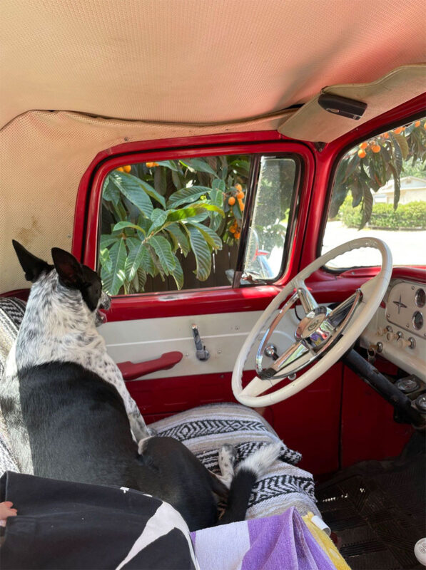 Dog in old truck