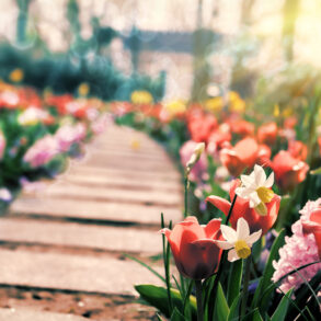 Flower garden path