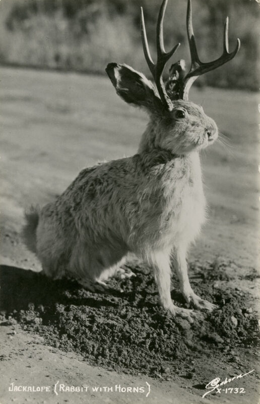 Jackalope postcard