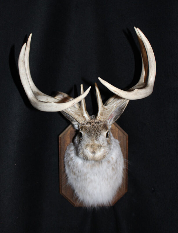 Jackalope by Frank and Dianne English