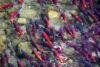 Kokanee salmon swimming in river