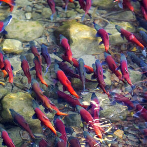 Kokanee salmon swimming in river