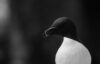 Razorbill