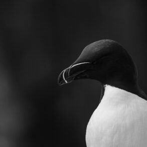 Razorbill