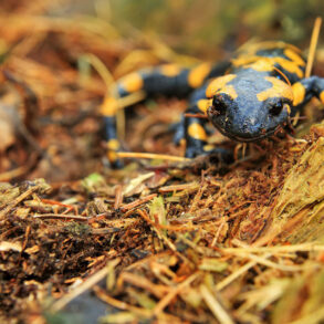 Tiger salamander in duff