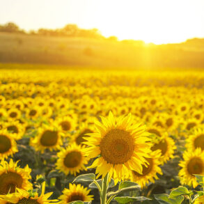 Sunflower field late afternoon with hills