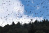 Monarch butterflies