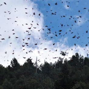 Monarch butterflies