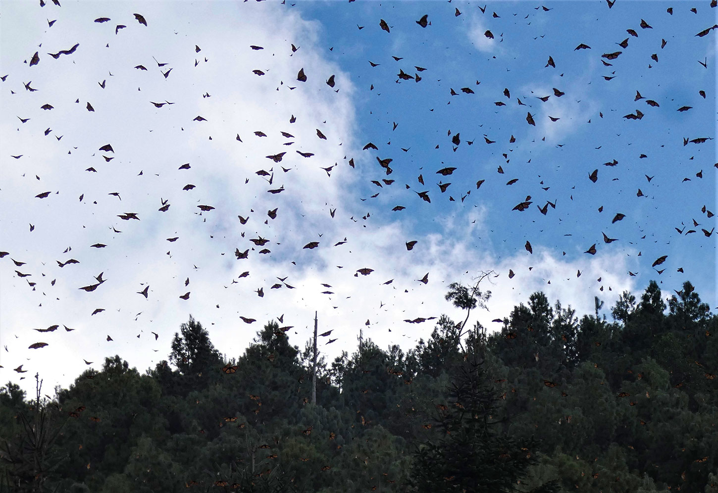 Monarch butterflies