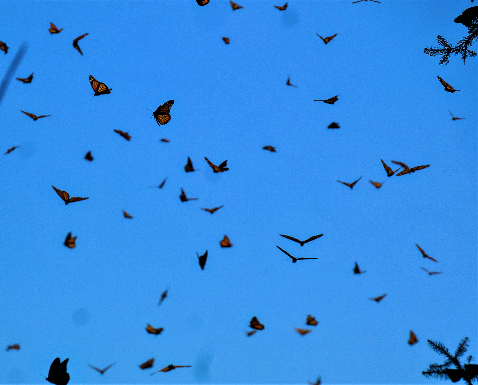Monarchs flying